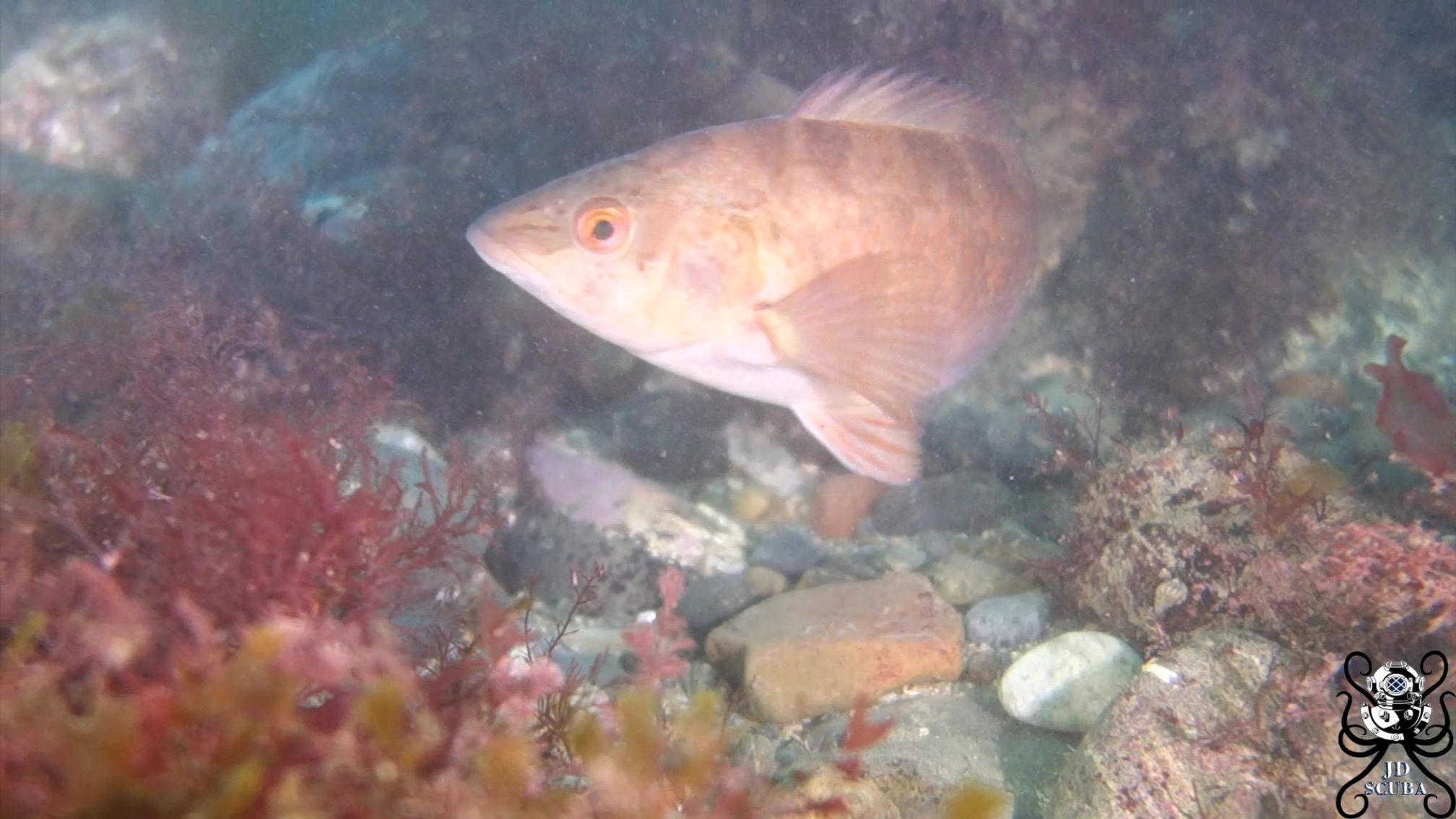 Ballan Wrasse (Labrus bergylta)